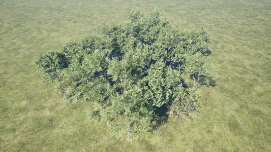 PCG TREES INSIDE SPLINE AREA.
