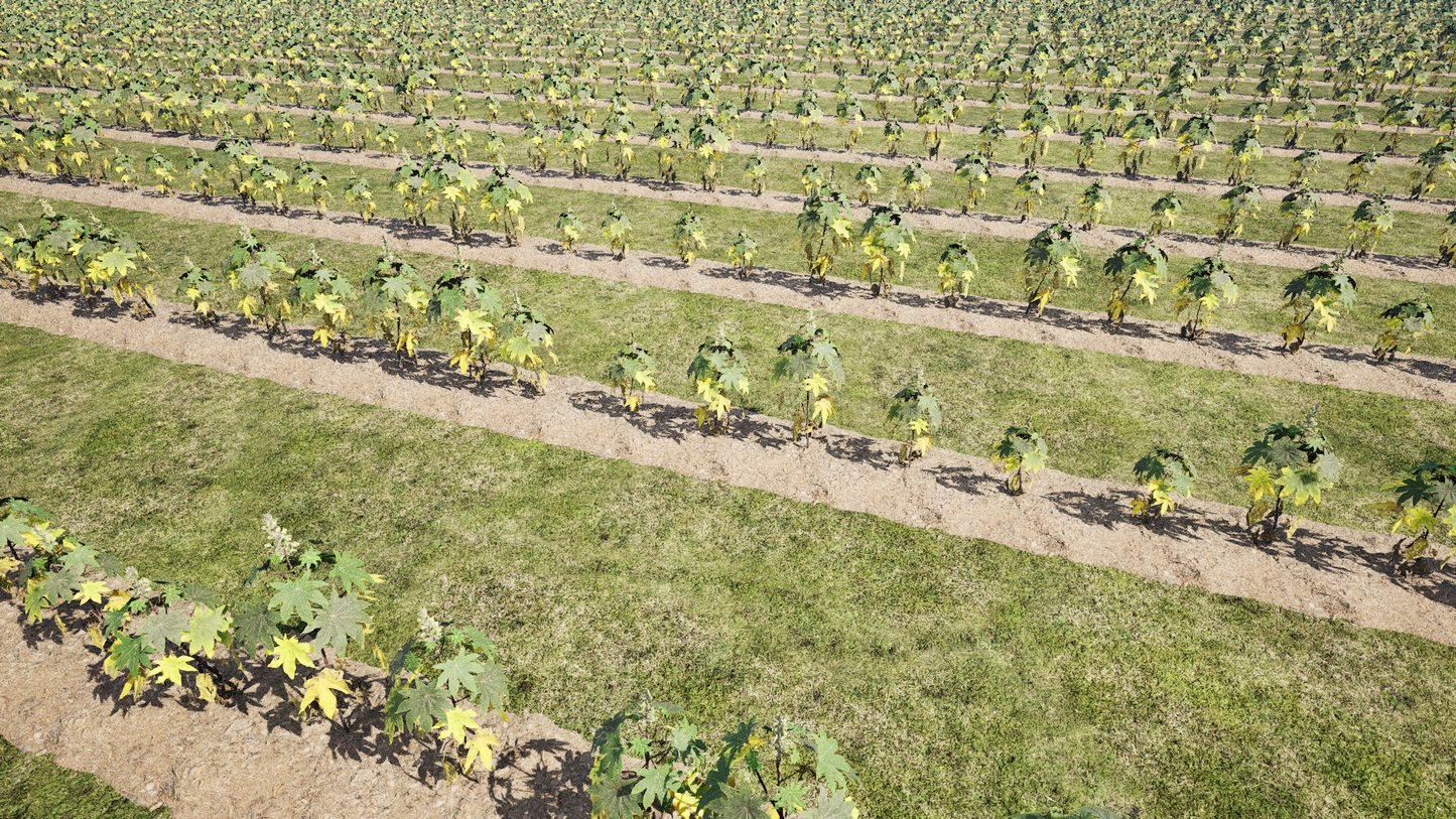 PCG CROP FIELDS.