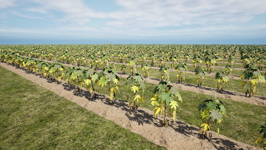 PCG CROP FIELDS.